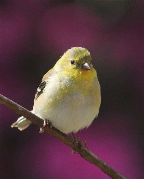 Goldfinch